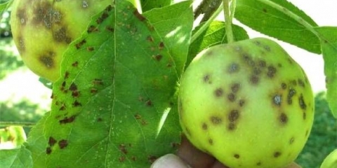 Kako se riješiti krasta na stablu jabuke: kako obraditi, kada prskati